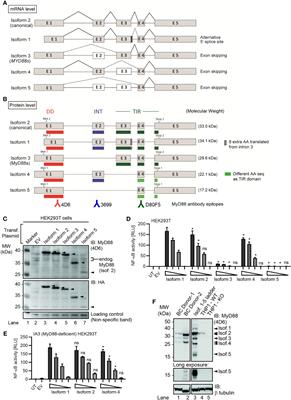 Absence of Non-Canonical, Inhibitory MYD88 Splice Variants in B Cell Lymphomas Correlates With Sustained NF-κB Signaling